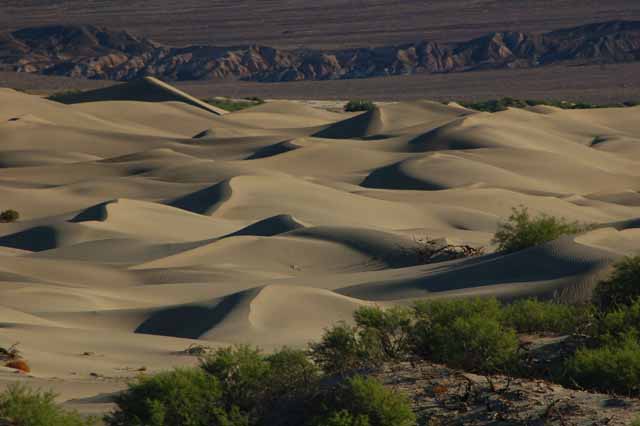 Mesquite sand dunes